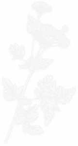 A black and white photo of a plant
