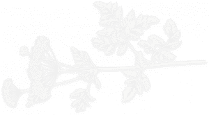 A black and white photo of leaves on a branch.