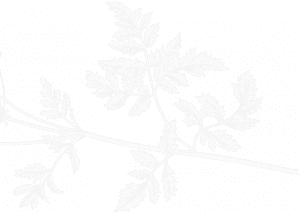 A black and white image of leaves on a branch.