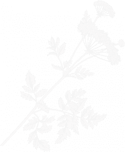 A black and white photo of a plant