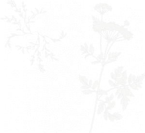 A black and white photo of a plant